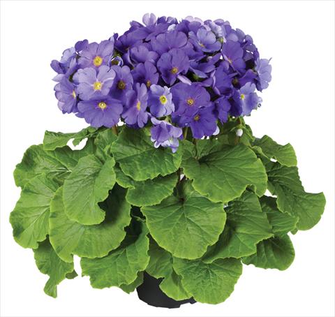 photo of flower to be used as: Pot Primula obconica Touch Me® F1 Dark-Blue