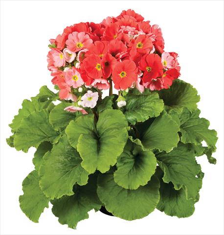 photo of flower to be used as: Pot Primula obconica Touch Me® F1 Dark-Orange
