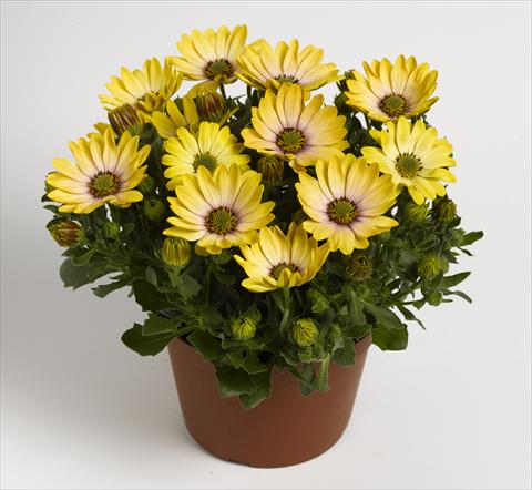 photo of flower to be used as: Pot and bedding Osteospermum RED FOX Summertime® Sunshine