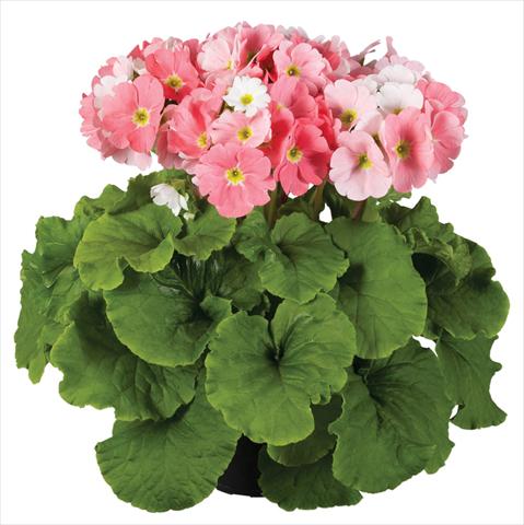 photo of flower to be used as: Pot Primula obconica Touch Me® F1 Light Pink