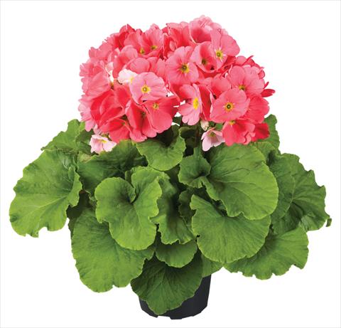 photo of flower to be used as: Pot Primula obconica Touch Me® F1 Pink