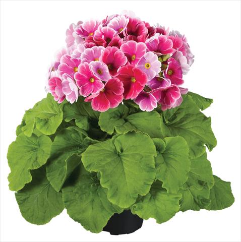 photo of flower to be used as: Pot Primula obconica Touch Me® F1 Red-White