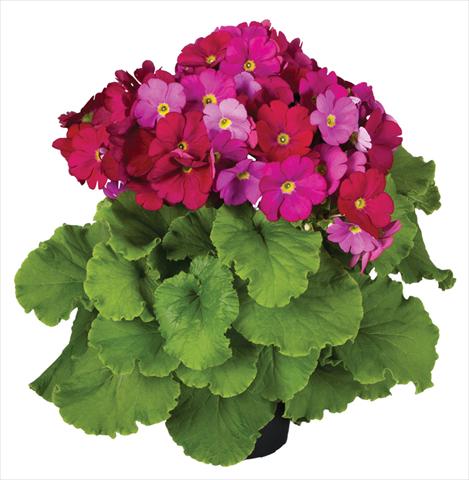 photo of flower to be used as: Pot Primula obconica Touch Me® F1 Red