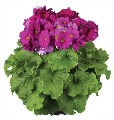 photo of flower to be used as: Pot Primula obconica Touch Me® F1 Violet