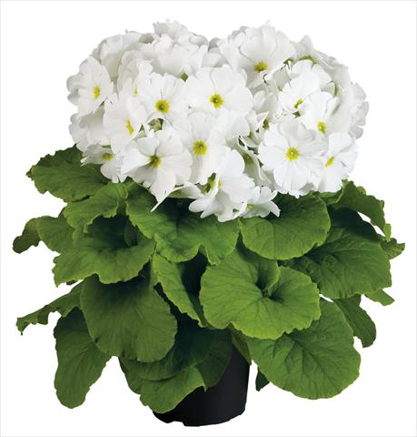 photo of flower to be used as: Pot Primula obconica Touch Me® F1 White