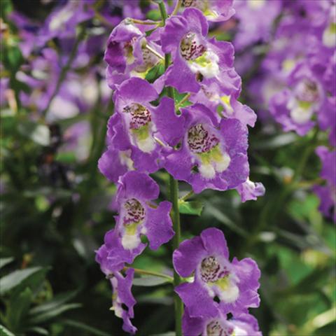 photo of flower to be used as: Pot, bedding, patio, basket Angelonia Archangel Blue