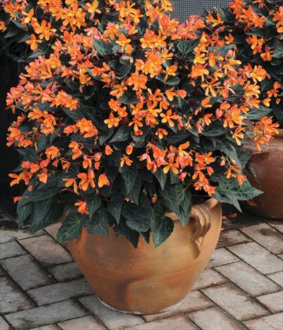photo of flower to be used as: Bedding pot or basket Begonia hybrida Glowing Embers™