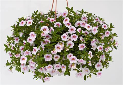 photo of flower to be used as: Pot, bedding, patio, basket Calibrachoa Noa® Almond Blossom