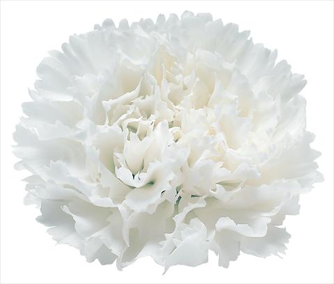 photo of flower to be used as: Cutflower Dianthus caryophyllus Snow Storm