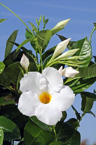 photo of flower to be used as: Patio, pot Dipladenia Diamantina® Agathe White 501