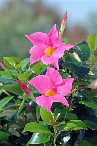 photo of flower to be used as: Patio, pot Dipladenia Diamantina® Jade Pink 206