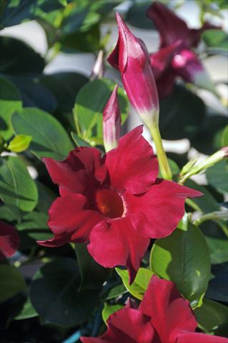 photo of flower to be used as: Patio, pot Dipladenia Diamantina® Jade Scarlet 203
