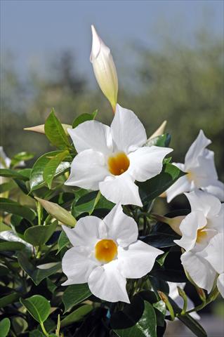 photo of flower to be used as: Patio, pot Dipladenia Diamantina® Jade White 202