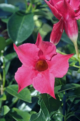 photo of flower to be used as: Patio, pot Dipladenia Diamantina® Rubis Fuchsia 101