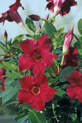 photo of flower to be used as: Patio, pot Dipladenia Diamantina® Rubis Red 102