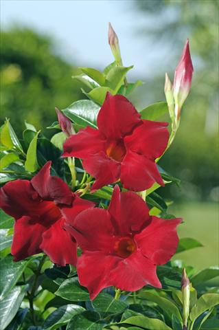 photo of flower to be used as: Patio, pot Dipladenia Diamantina® Topaze Vermillon 301