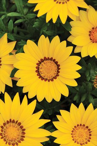 photo of flower to be used as: Bedding / border plant Gazania rigens New Day™ Yellow