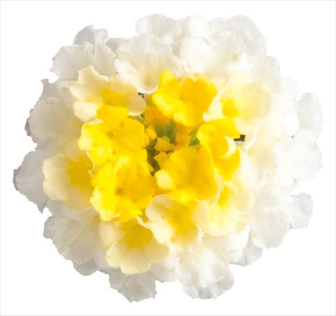 photo of flower to be used as: Pot, bedding, patio Lantana camara Lucky™ Lemon Glow