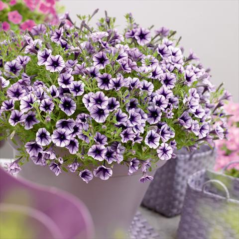 photo of flower to be used as: Pot, bedding, patio, basket Petunia hybrida Vivini™ Violet Vein