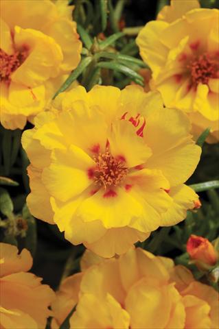 photo of flower to be used as: Bedding, patio, basket Portulaca Happy Hour Banana
