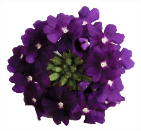 photo of flower to be used as: Pot, patio, basket Verbena hybrida Venturi™ Violet