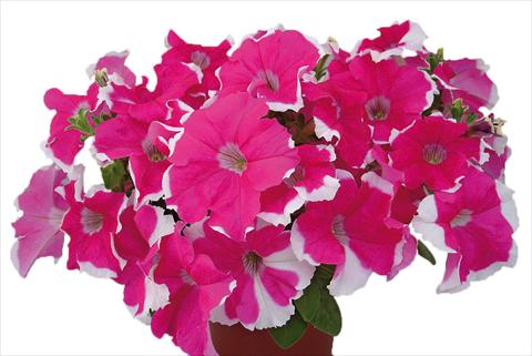 photo of flower to be used as: Pot, bedding, patio, basket Petunia multiflora Candy Laced Rose