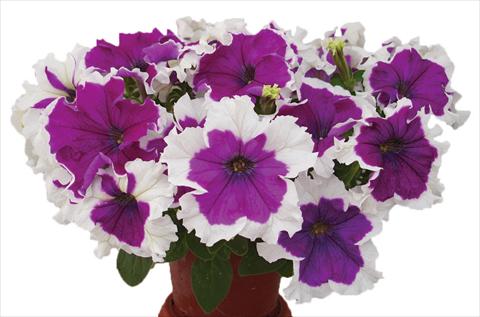 photo of flower to be used as: Pot, bedding, patio, basket Petunia multiflora Candy Picotee Velvet