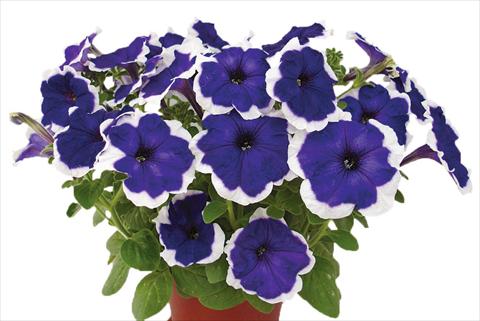 photo of flower to be used as: Pot, bedding, patio, basket Petunia multiflora Candy Picotee Blue