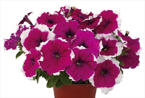 photo of flower to be used as: Pot, bedding, patio, basket Petunia multiflora Candy Picotee Burgundy