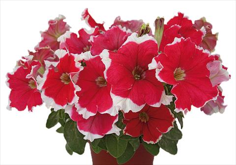 photo of flower to be used as: Pot, bedding, patio, basket Petunia multiflora Candy Picotee Red