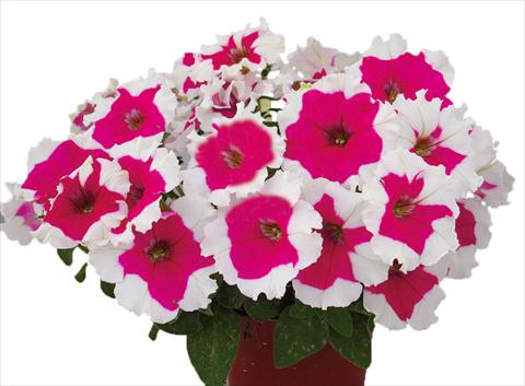 photo of flower to be used as: Pot, bedding, patio, basket Petunia multiflora Candy Picotee Rose