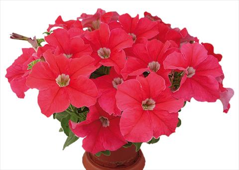 photo of flower to be used as: Pot, bedding, patio, basket Petunia multiflora Candy Pure Orange Red