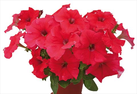 photo of flower to be used as: Pot, bedding, patio, basket Petunia multiflora Candy Pure Red