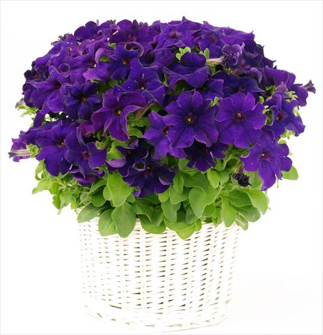 photo of flower to be used as: Pot, bedding, patio, basket Petunia grandiflora Capri Blue