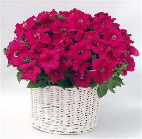 photo of flower to be used as: Pot, bedding, patio, basket Petunia grandiflora Capri Deep Rose