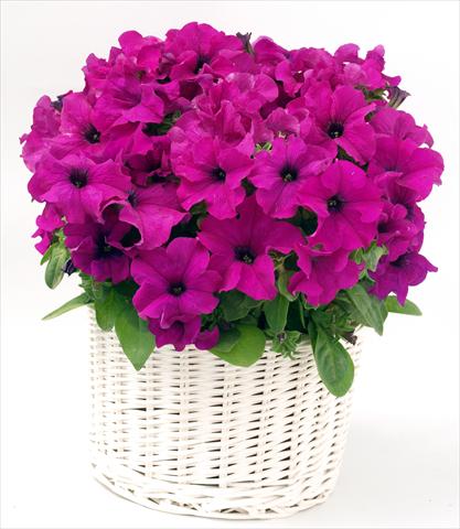photo of flower to be used as: Pot, bedding, patio, basket Petunia grandiflora Capri Lilac