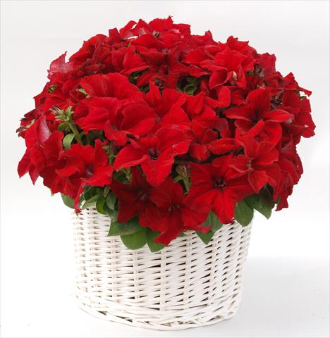 photo of flower to be used as: Pot, bedding, patio, basket Petunia grandiflora Capri Red