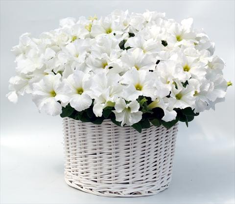 photo of flower to be used as: Pot, bedding, patio, basket Petunia grandiflora Capri White