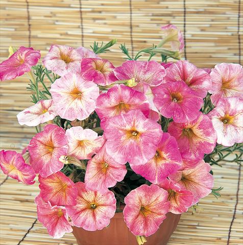 photo of flower to be used as: Pot, bedding, patio, basket Petunia Dolce Firenze