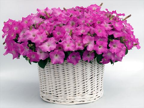 photo of flower to be used as: Pot, bedding, patio, basket Petunia multiflora Gioconda Pastel Pink