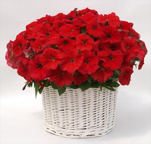 photo of flower to be used as: Pot, bedding, patio, basket Petunia multiflora Gioconda Red