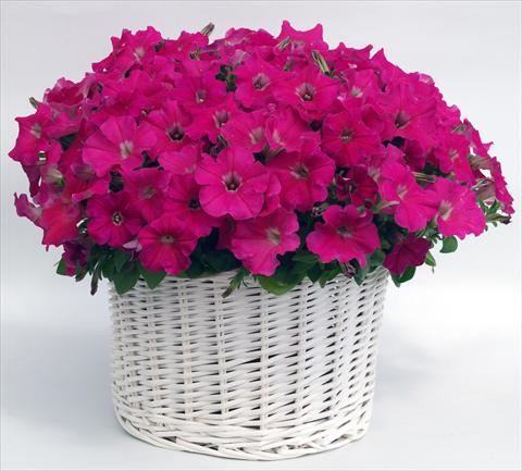 photo of flower to be used as: Pot, bedding, patio, basket Petunia multiflora Gioconda Rose