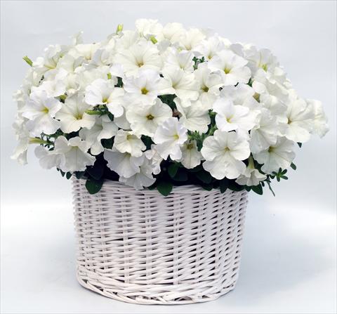 photo of flower to be used as: Pot, bedding, patio, basket Petunia multiflora Gioconda White