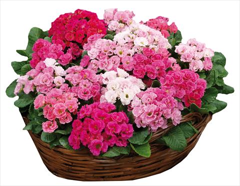 photo of flower to be used as: Pot and bedding Primula acaulis Rossella Pink Rose Shades