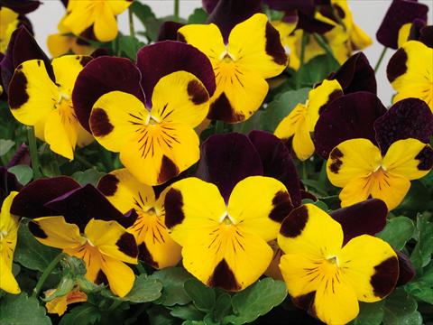 photo of flower to be used as: Pot and bedding Viola cornuta Caramel Golden Top Red