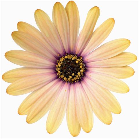 photo of flower to be used as: Pot and bedding Osteospermum RED FOX Summertime® Sunset