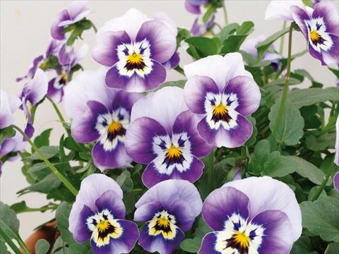 photo of flower to be used as: Pot and bedding Viola cornuta Caramel Marine Blue