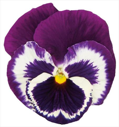 photo of flower to be used as: Pot and bedding Viola wittrockiana Italia Blue Top
