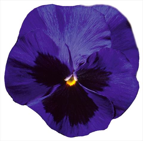 photo of flower to be used as: Pot and bedding Viola wittrockiana Italia Blue W Blotch
