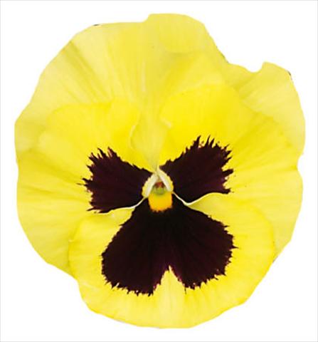 photo of flower to be used as: Pot and bedding Viola wittrockiana Italia Lemon W Blotch